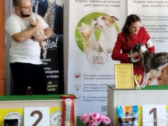 Собака левретка