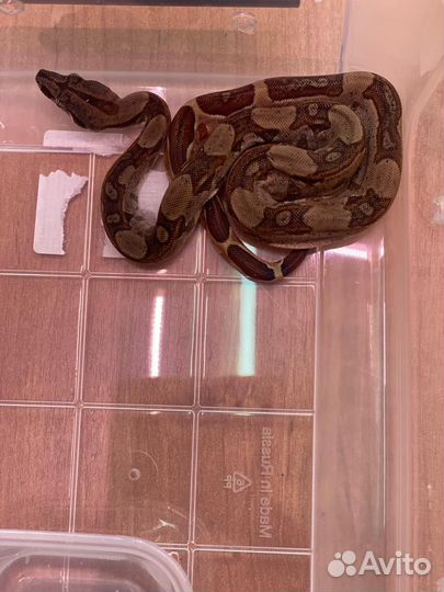 Императорский удав