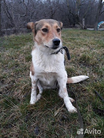 Собака Софа