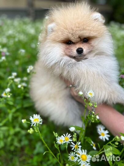 Померанский шпиц мини