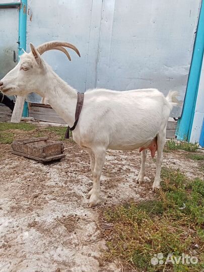 Коза дойная