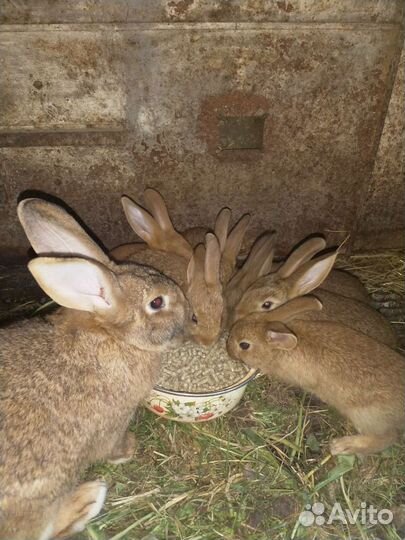 Утки и кролики