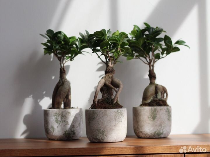 Бонсай фикус микрокарпа 8 лет