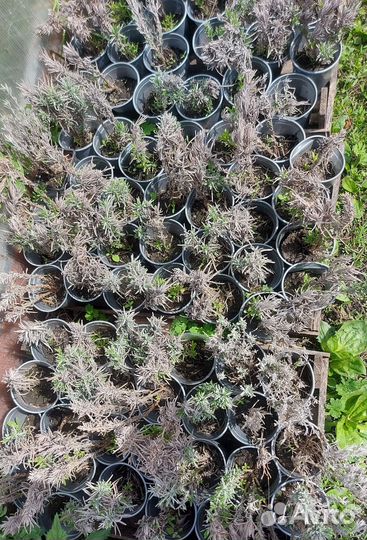 Лаванда розовая