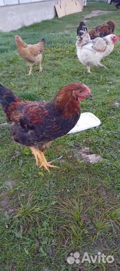 Куры петухи