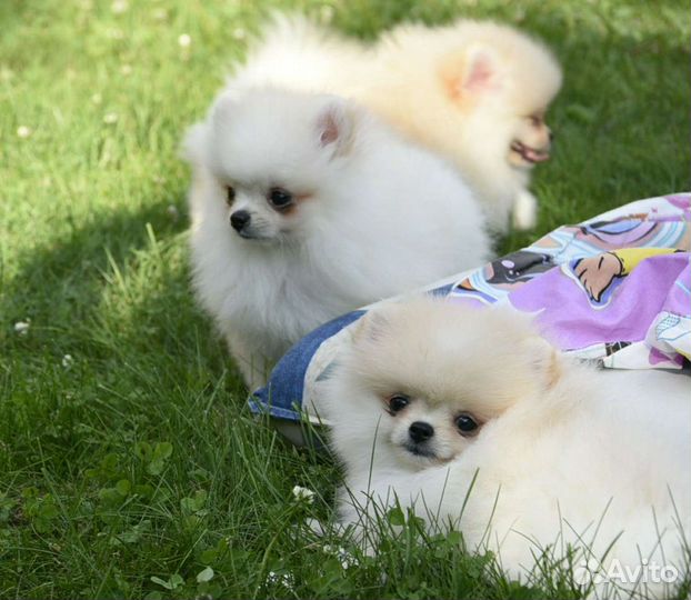 Померанский шпиц девочки