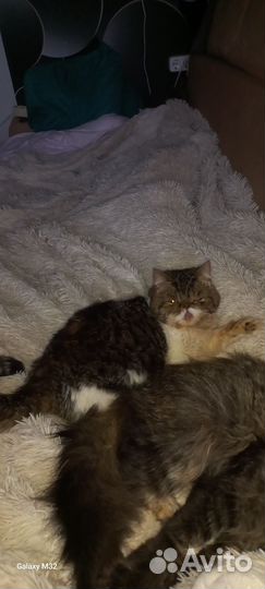 Персидский кот вязка