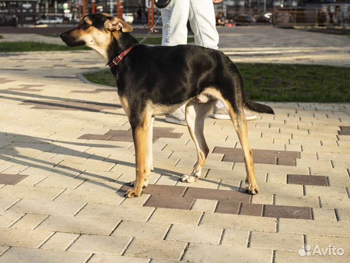 Собака парень