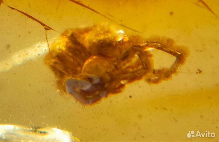 Маленький паучок / Инклюз в янтаре