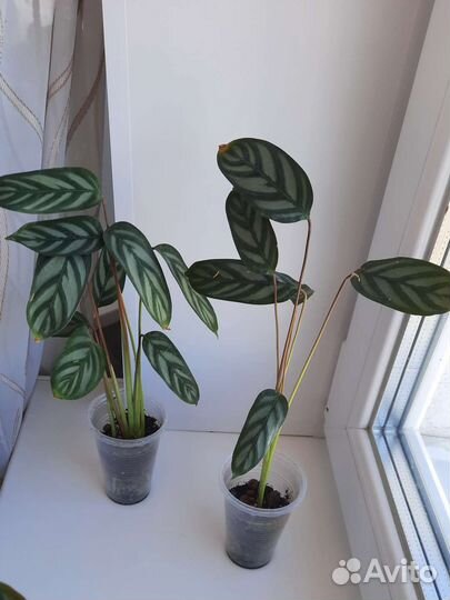 Калатея Ктенанта