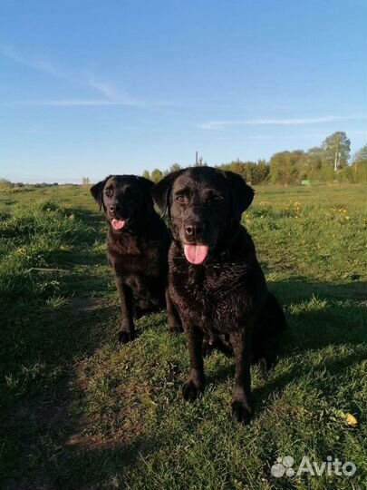 Щенок лабрадора