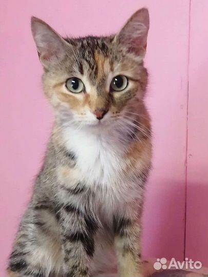 Кошка в добрые руки