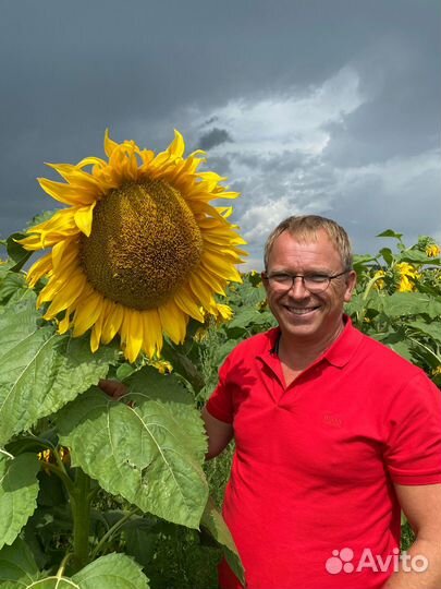 Подсолнечник макс Крупноплодный кондитерский сорт