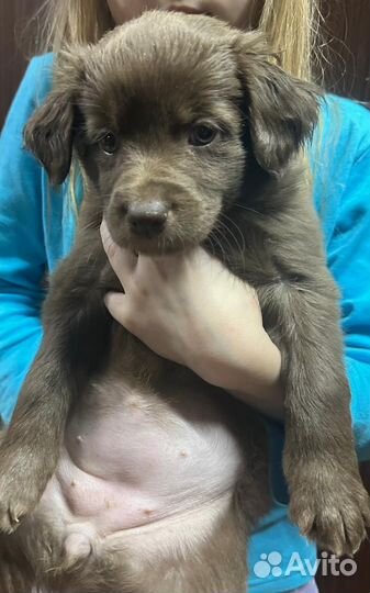 Щенки отдам в хорошие руки, роделись в сочельник