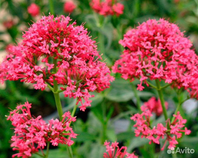 Кентрантус