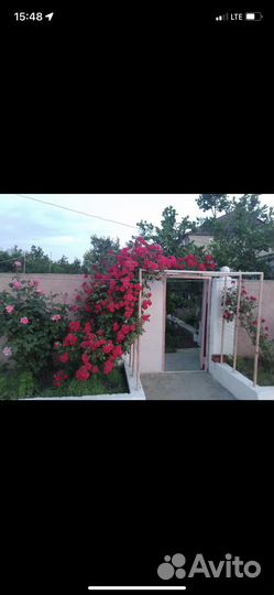 Розы разные