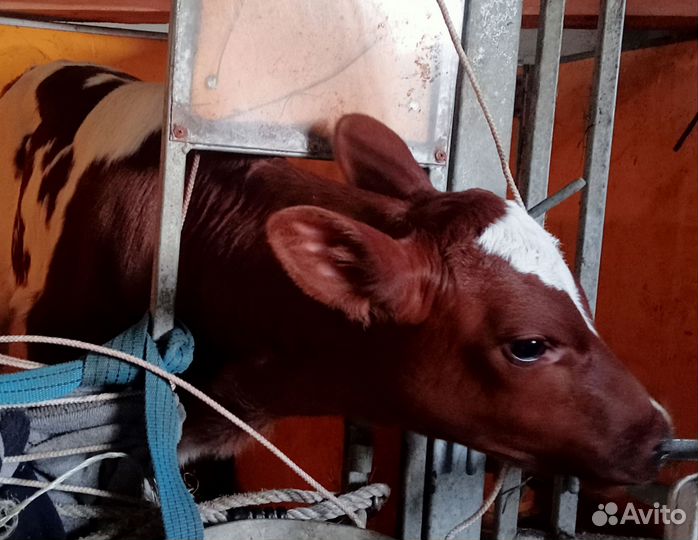 Телята и тёлки айрширы