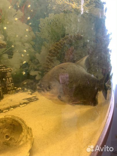 Аквариумные рыбы