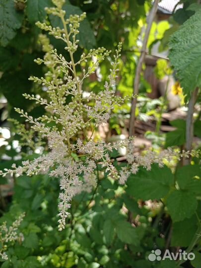 Астильба растение