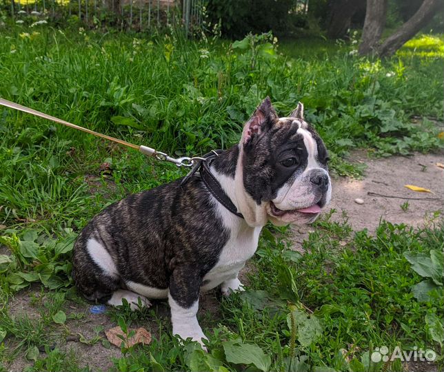 Собаки щенки