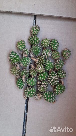 Шишки Сосновые зеленые