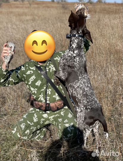 Щенки курцхаара