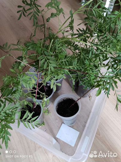 Рассада бархатцы 6 шт