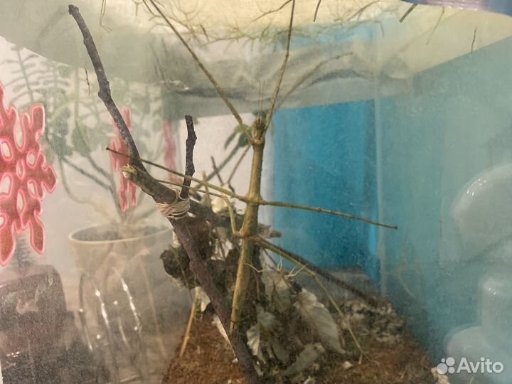 Аннамский палочник