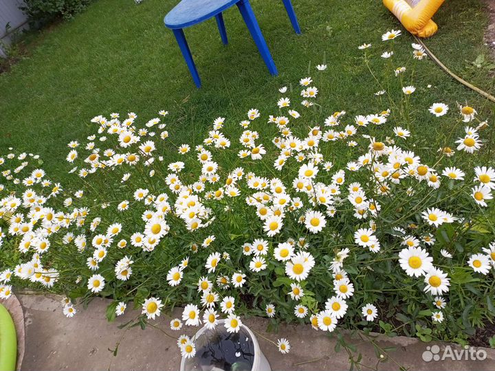 Ромашка многолетняя