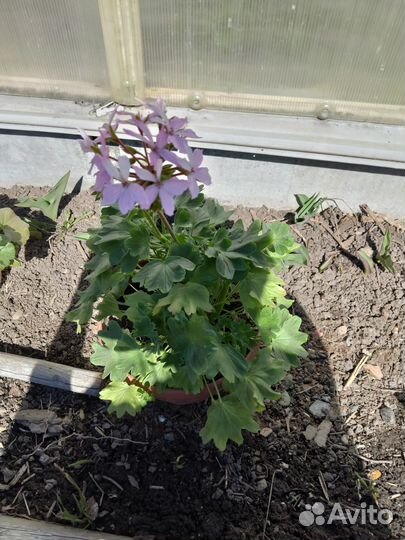 Пеларгония герань сортовая