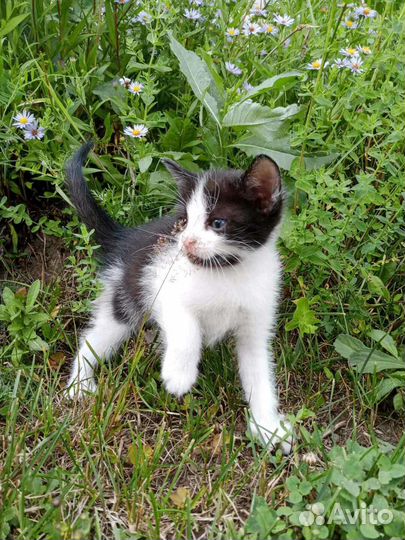 Прекрасные котята ищут любящий дом