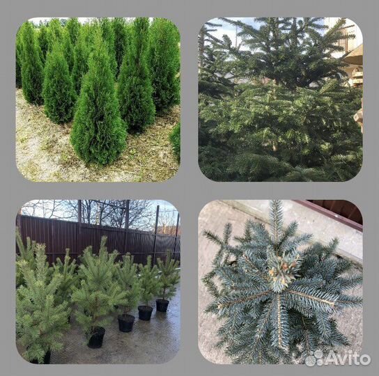 Пихта Сосны Туи