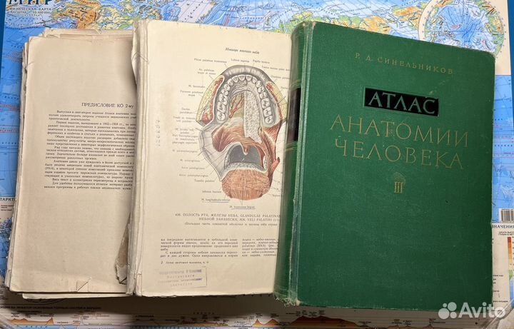 Атлас анатомии человека синельников