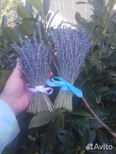 Лаванда сухоцвет
