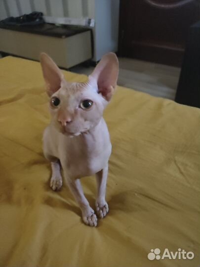 Канадский сфинкс котенок