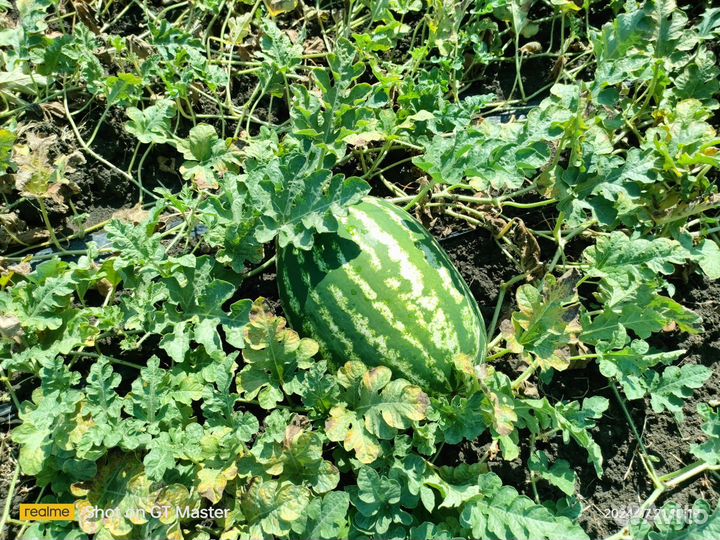 Арбуз оптом Каристан