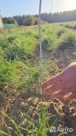 Сеянцы ели окс от производителя