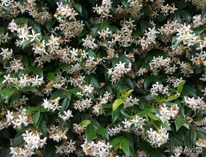 Цветы. Трахелоспермум