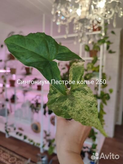 Комнатные растения