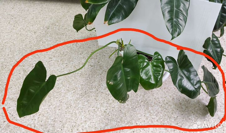 Филодендроны