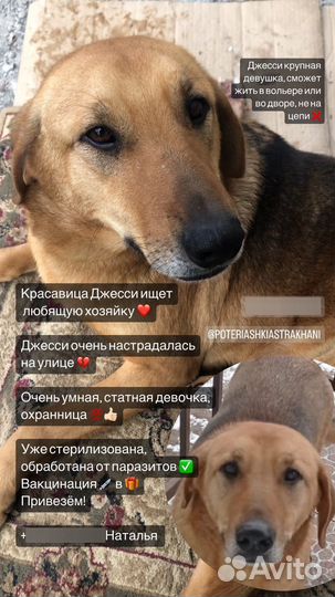 Очень умная собака в добрые руки