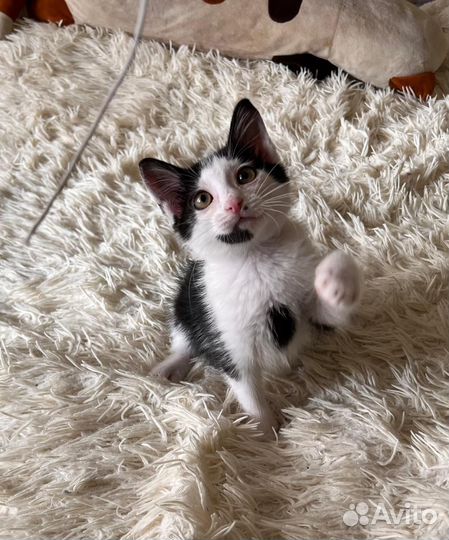 Котята (мальчик)