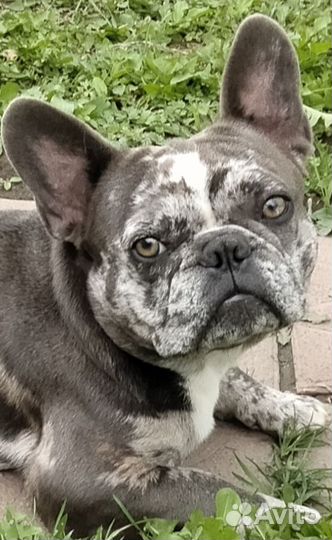 Французский бульдог кобель вязка