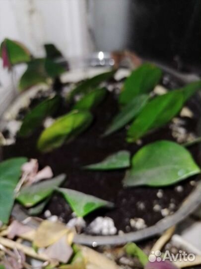 Замиокулькас