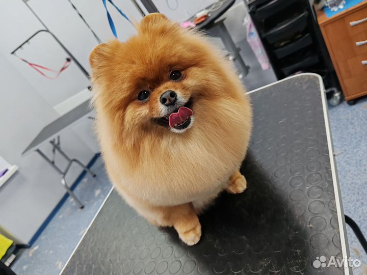 Услуга грумера