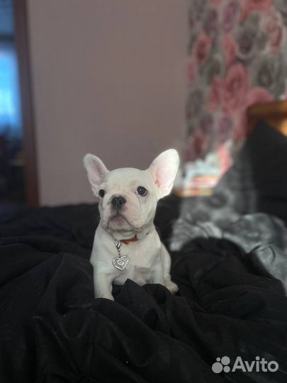 Ищем жениха