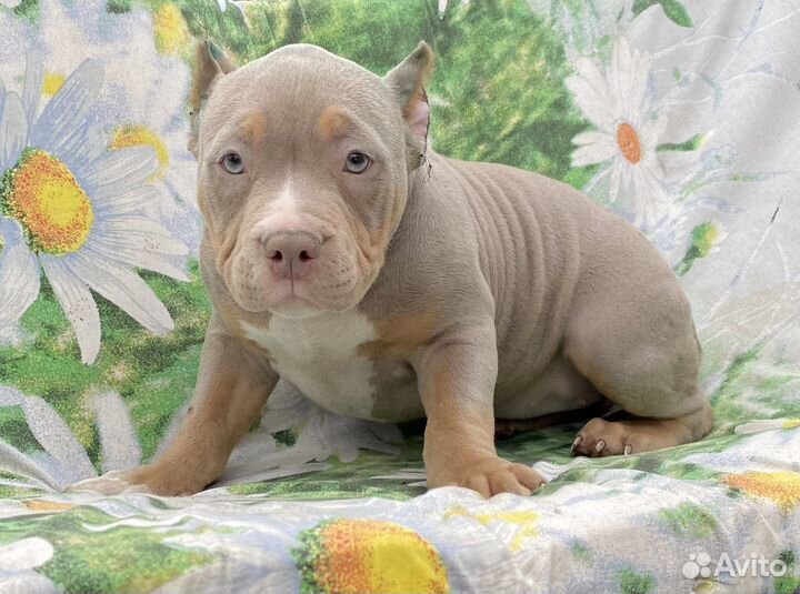 Супер щенки булли американский