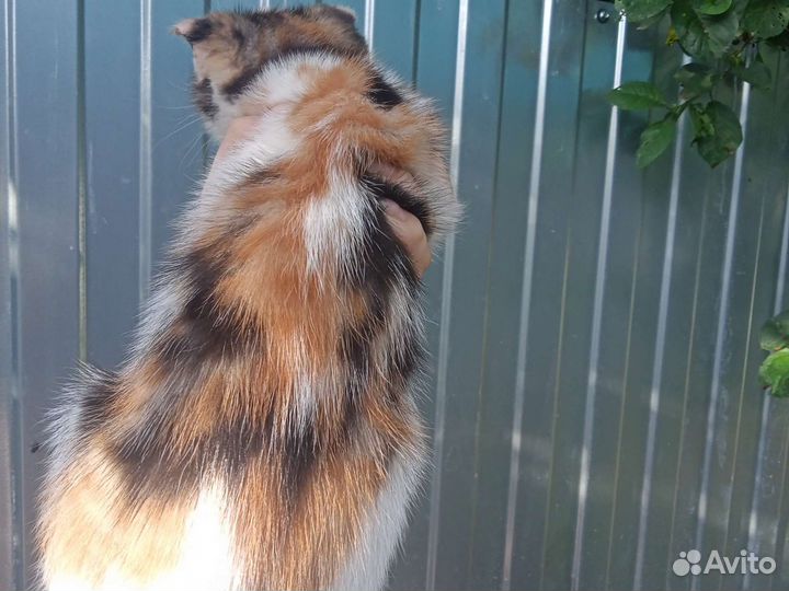 Вислоухий котёнок бесплатно