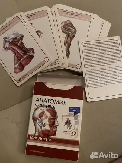 Карточки по анатомии. Миология