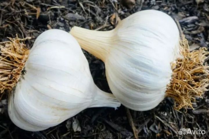 Чеснок для посадки
